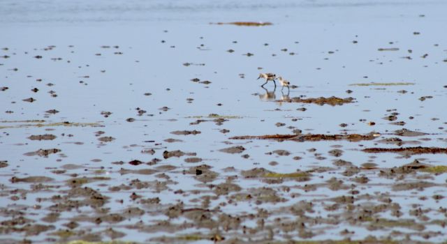 Broedeilandjes voor kustbroedvogels zoals kluten