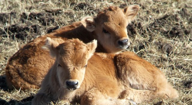 Kalfjes heckrund Slikken van Flakkee