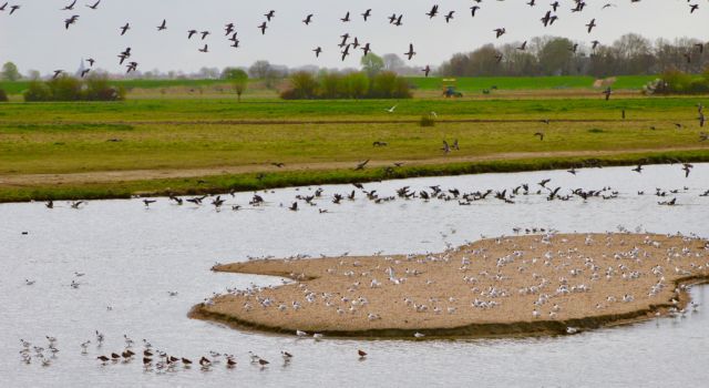 Broedeiland Van Haaftenpolder broedsucces