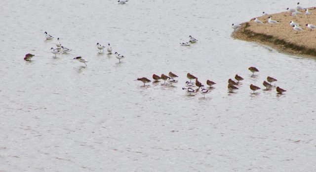 Van Haaftenpolder kluten, kokmeeuwen en grutto's