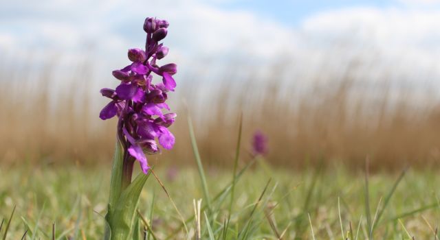 Harlekijnorchidee Dijkwater