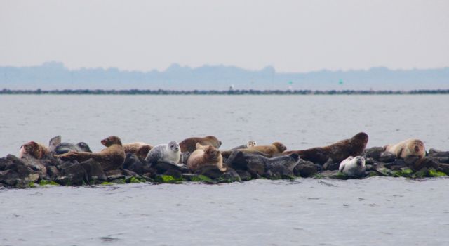 Zeehonden Grevelingenweek