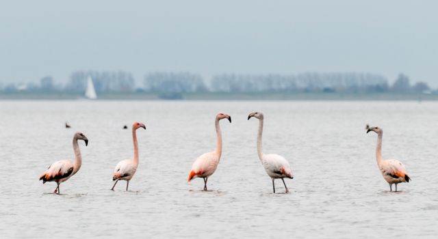 Flamingo's in de Grevelingen