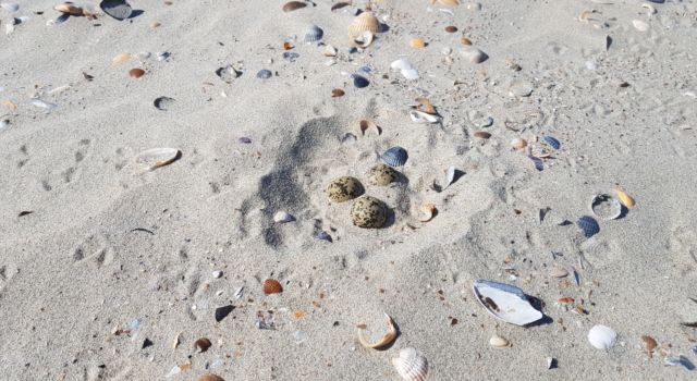 Nest strandplevier - Foto Geoge Tanis