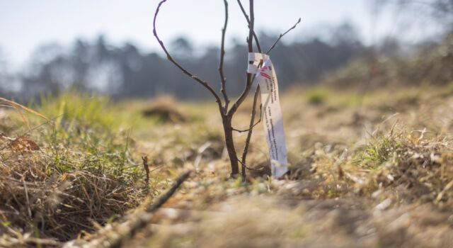 jonge aanplant nieuw bos