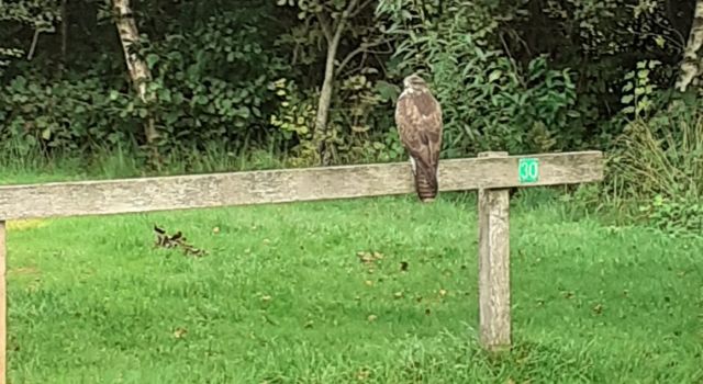 een buizerd bij de tentplek