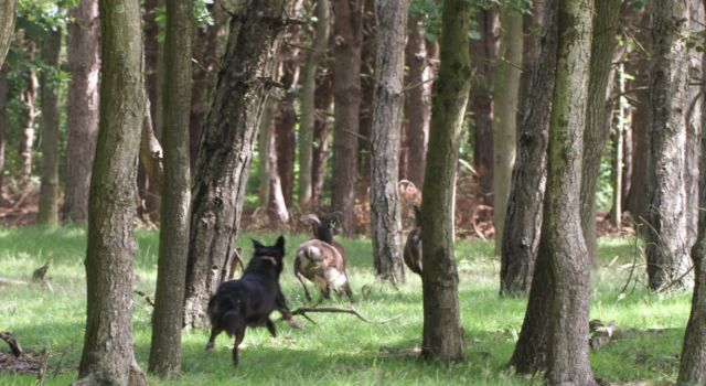 Hond jaagt schapen op