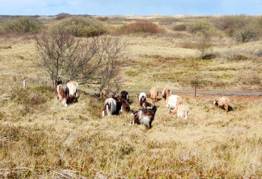 Geiten in het Hagedoornveld