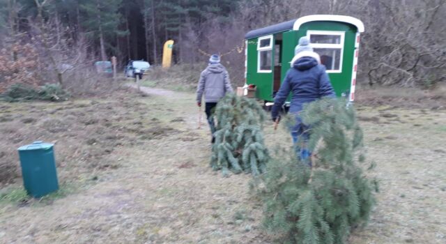 de mooiste kerstboom zaag je zelf