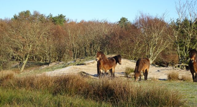 Exmoor pony's