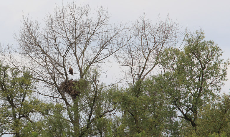 Het nest van het Brabantse koppel is goed zichtbaar. (foto: Jacques van der Neut) 
