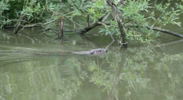 De bever is een op en top waterdier