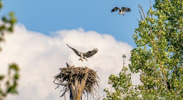 visarend-paar-vliegt-naar-nest-huiswaard-biesbosch-Hans-Gebuis