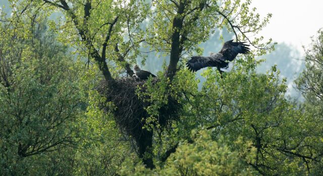 zeearend-op-nest-biesbosch