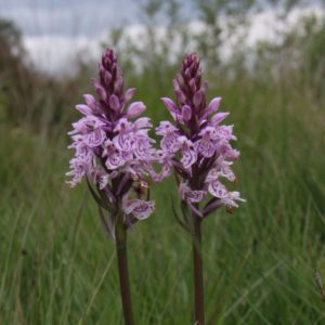In mei/juni bloeien er weer orchideeën op het Holtingerveld.