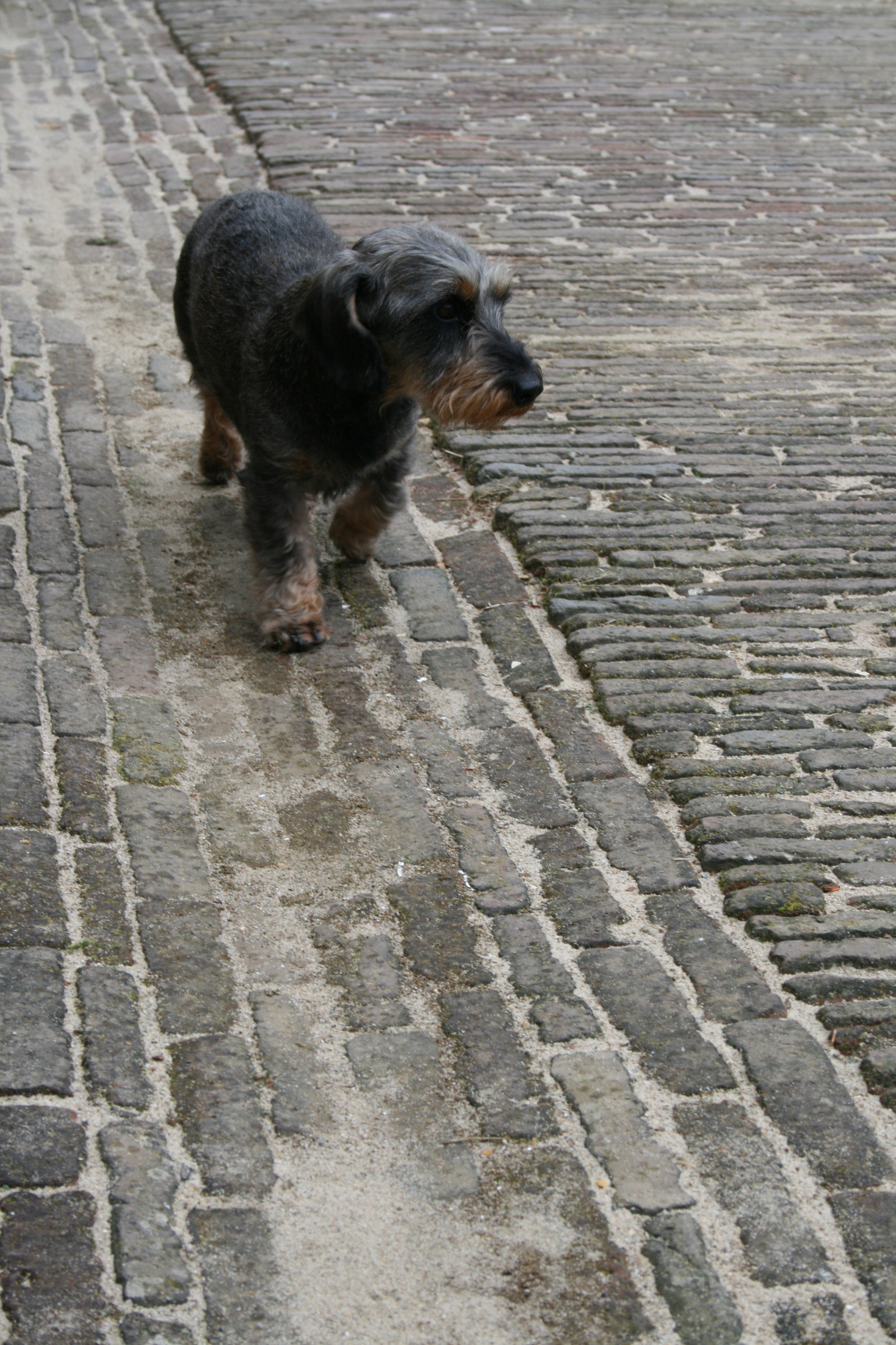 Middachten, hond des huizes