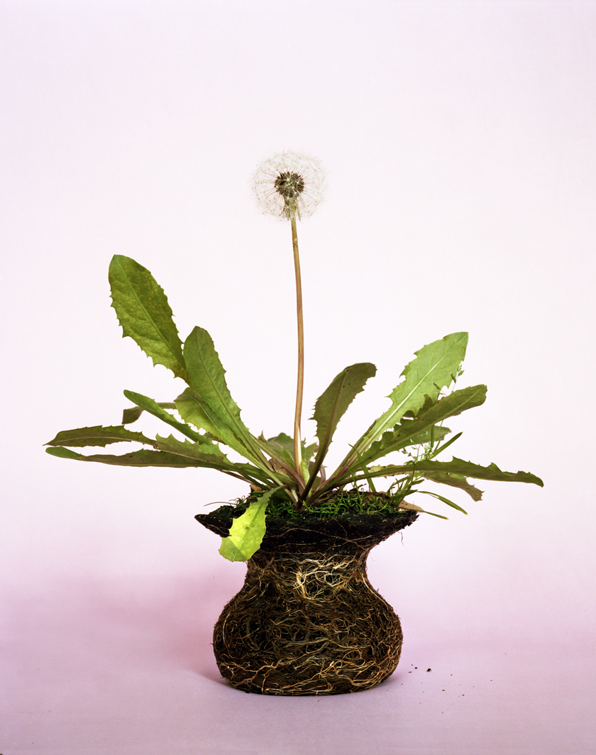 Diana Scherer, nurturestudies31