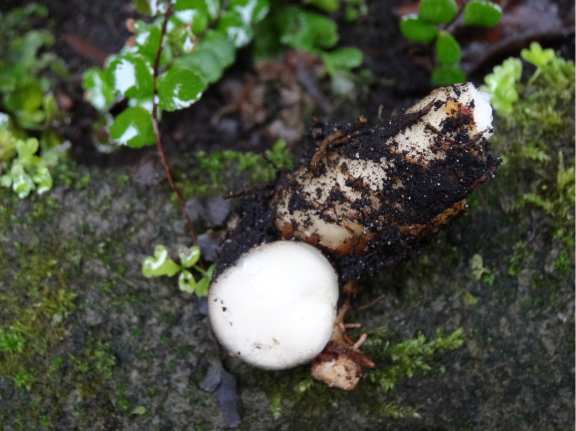 salomonszegel doorsnee