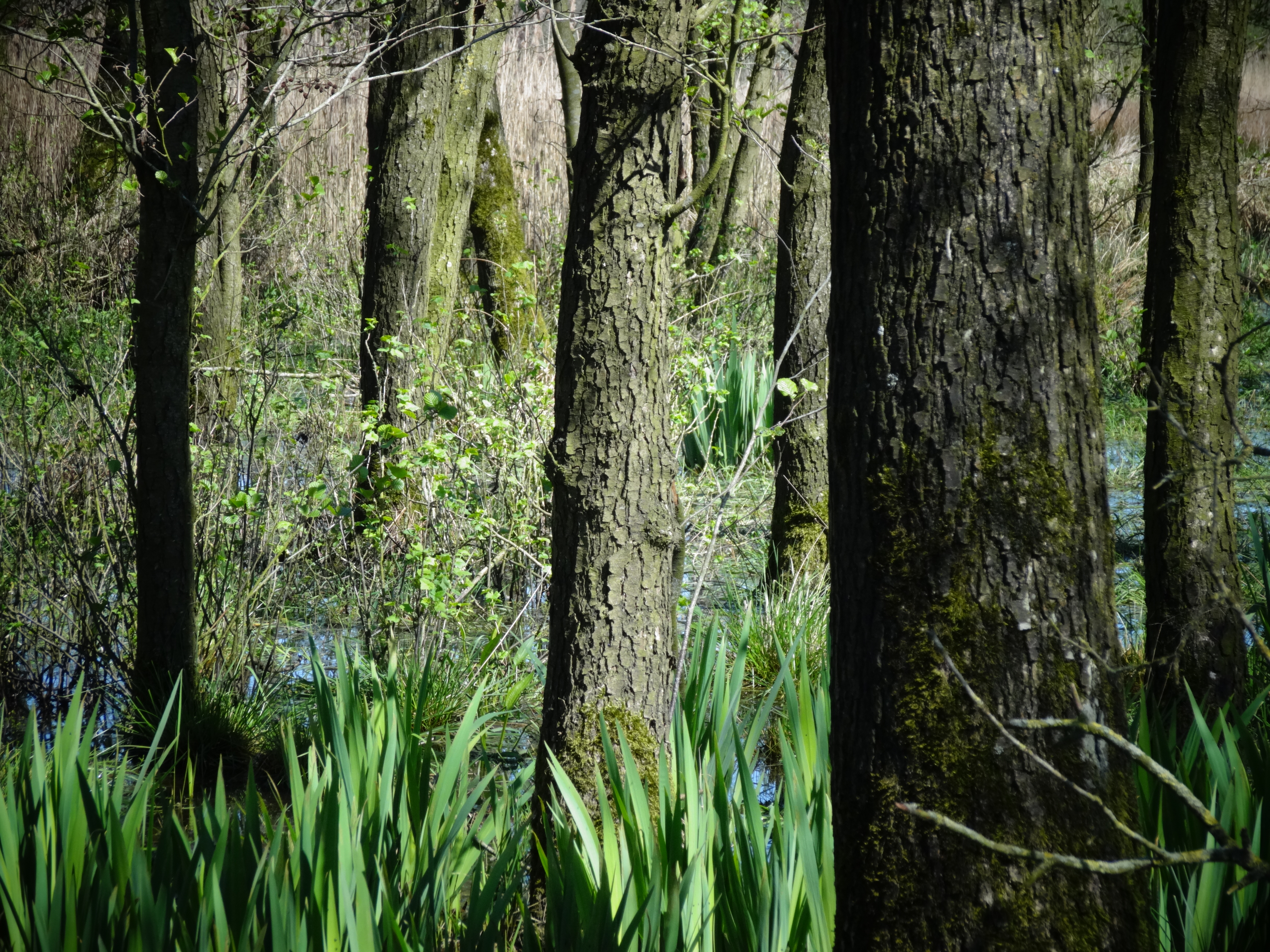 elperstroom elzenbroekbos