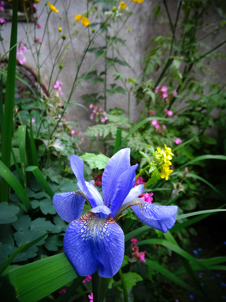 iris open