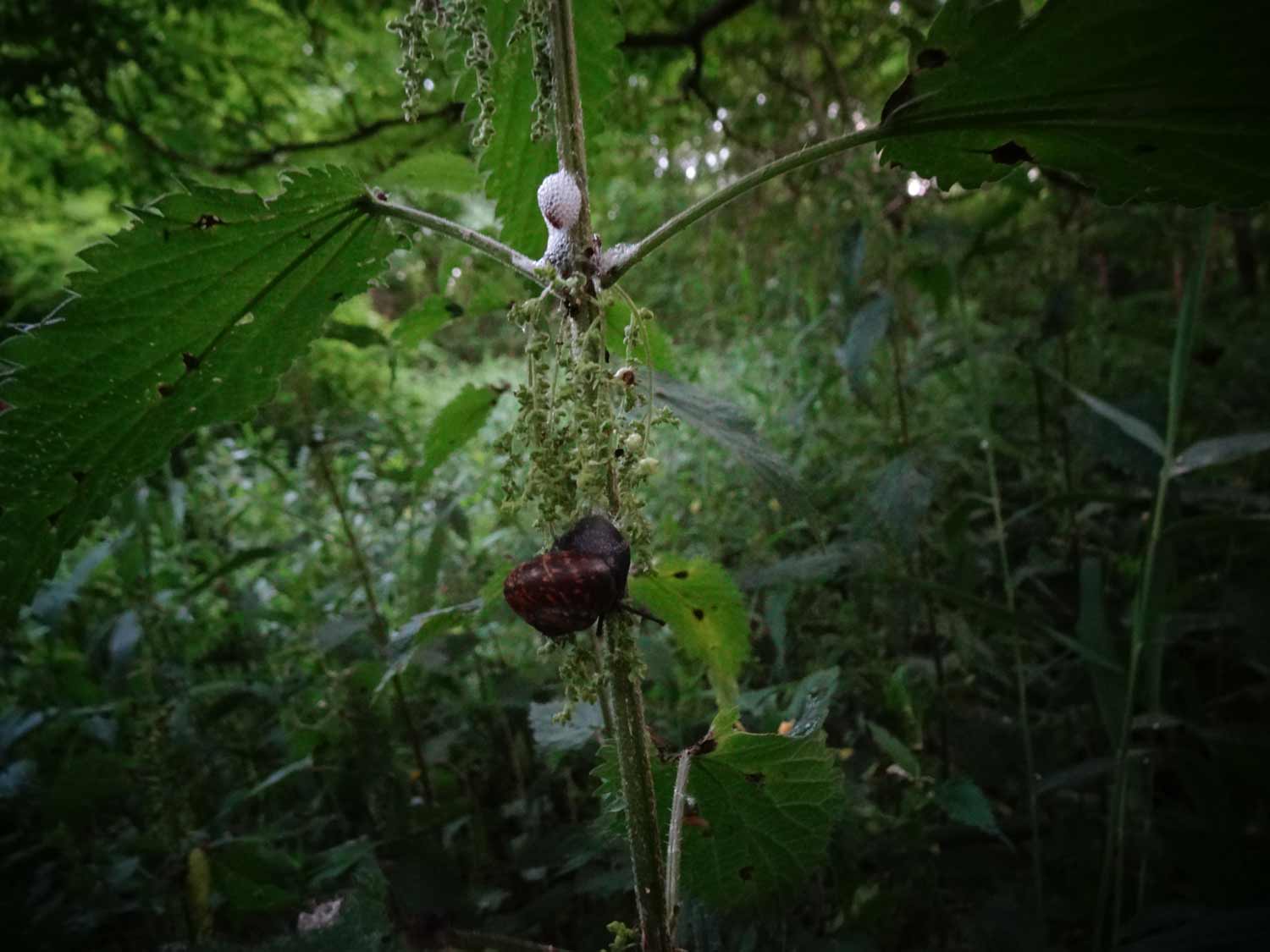 brandnetel met beestjes