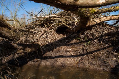 beverburcht oude rijnstrangen