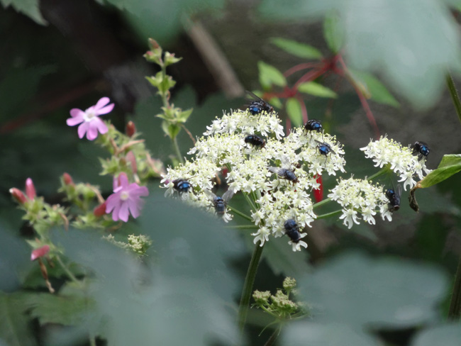 bereklauw met vliegen