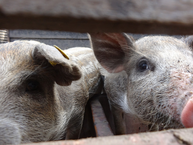 varkens bij het arsenaal