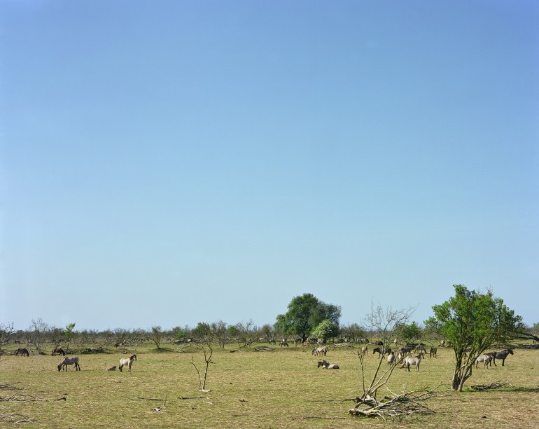 DenisGuzzo_Freedomland_FL_2011_05_FL_Illusional-biosphere-I_drumscan-770x612