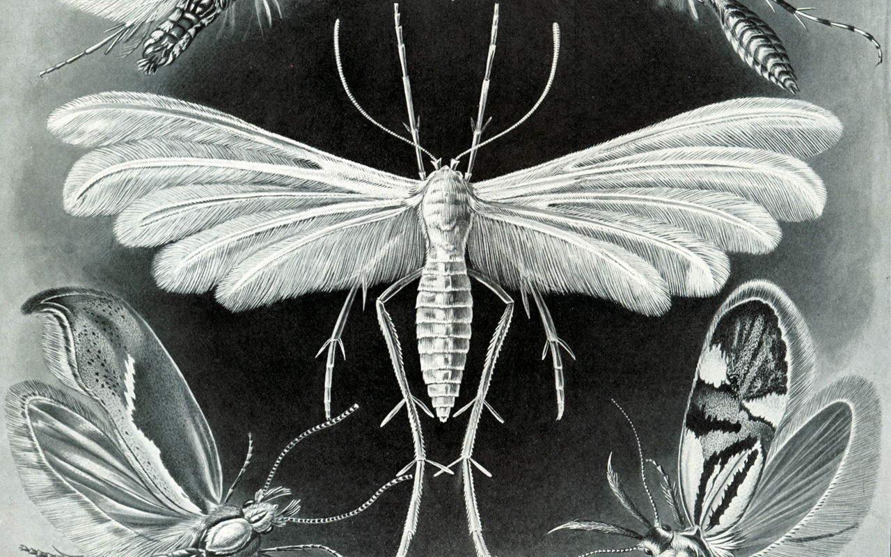 haeckel-motten