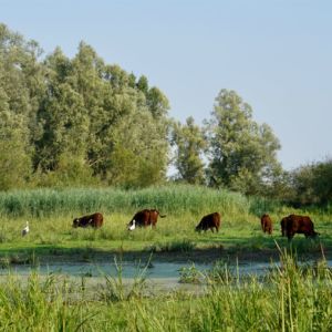 Rode geuzen en ooievaars in de Gendtse Waard