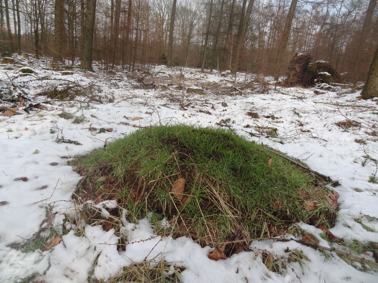 Een bosmierennest in de sneeuw