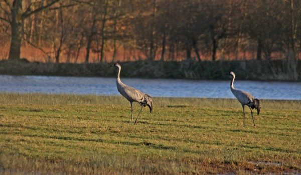 een koppeltje kraanvogels in het Drents-Friese Wold. Foto: Albert Henckel