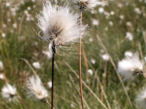 Eenarig wollegras (Eriophorum vaginatum) bron: Wikipedia