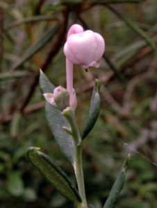 Lavendelhei (Andromeda polifolia) Bron: Wikipedia