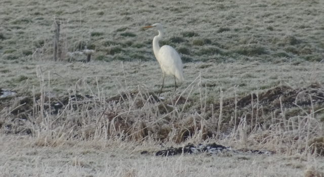 grote zilverreiger