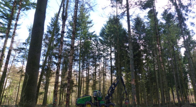 De oogstmachine kapt hier de aangetaste bomen