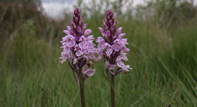 In mei/juni bloeien er weer orchideeën op het Holtingerveld.