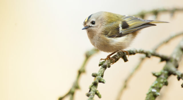 Vogel Goudhaantje