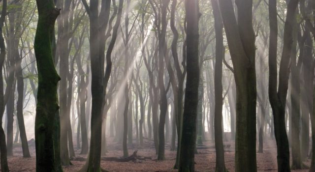 Bomen leiden een verborgen leven (foto: Ernst Dirksen)