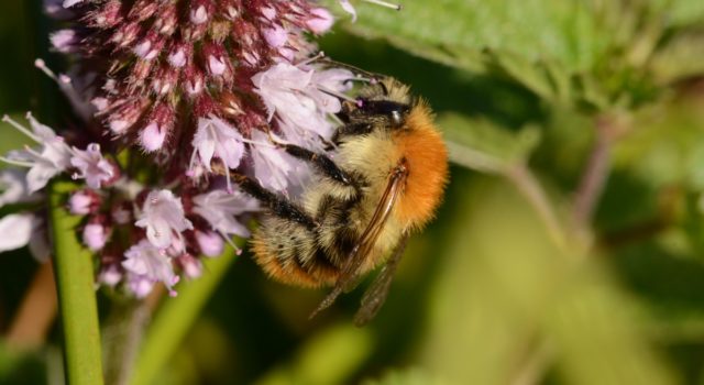 Hommel (foto Aaldrik Pot)