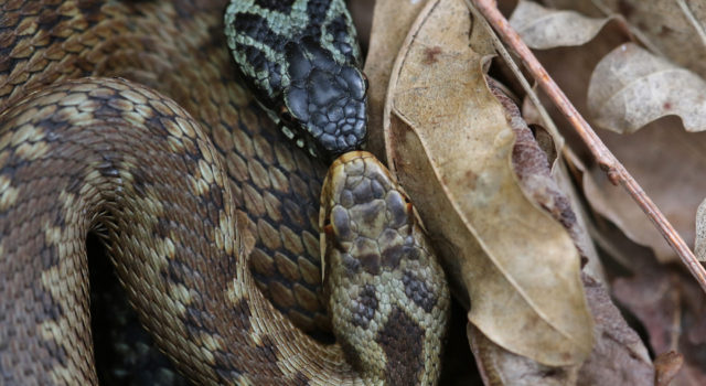 Echte liefde tussen adders op het Dwingelderveld