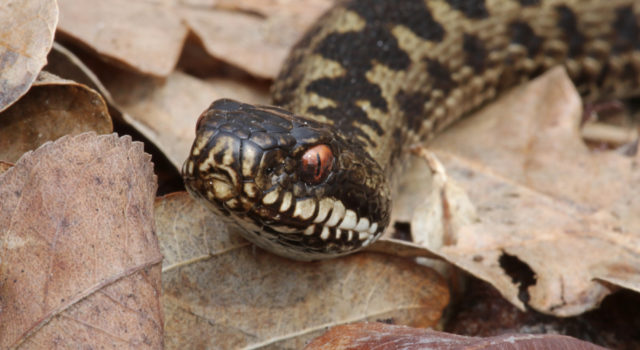 Adder in het Dwingelderveld