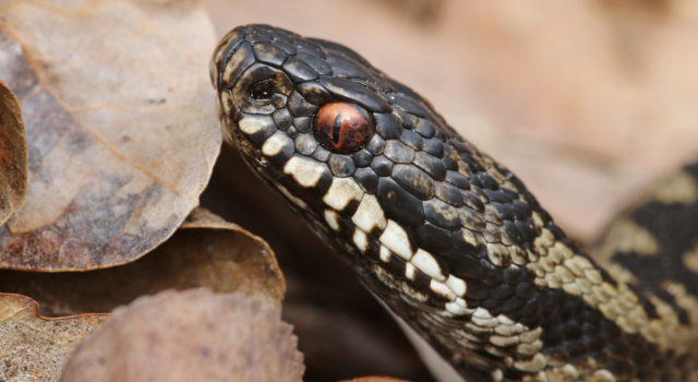 Adder met kenmerkende rode ogen (die gewoon meevervellen)