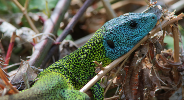 Iberische smaragdhagedis, Lacerta schreiberi