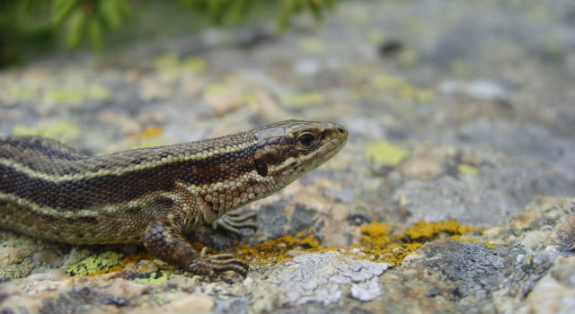 Levendbarende hagedis, Zootoca vivipara