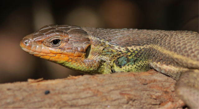 grote zandloper Psammodromus algirus