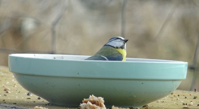 Pimpelmees tijdens Tuinvogeltelling Vogelbescherming Nederland