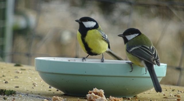Koolmezen tijdens de Natiaonale Tuinvogeltelling Vogelbescherming Nederland