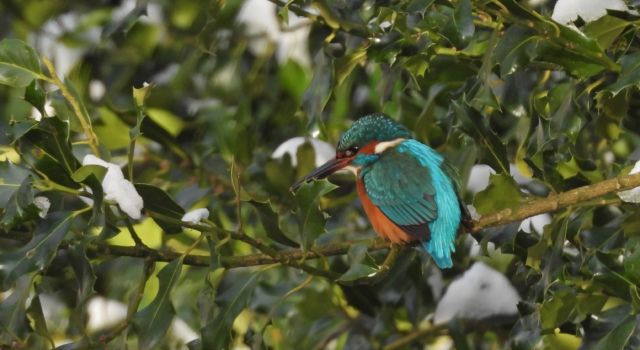 De ijsvogel in het Asserbos (foto: Heleen Medema)